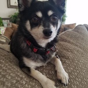 Meet your Posher, Trinh